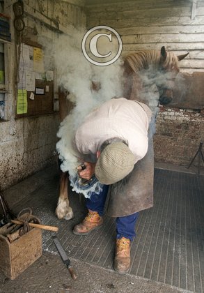 Horse Shoeing DM1215